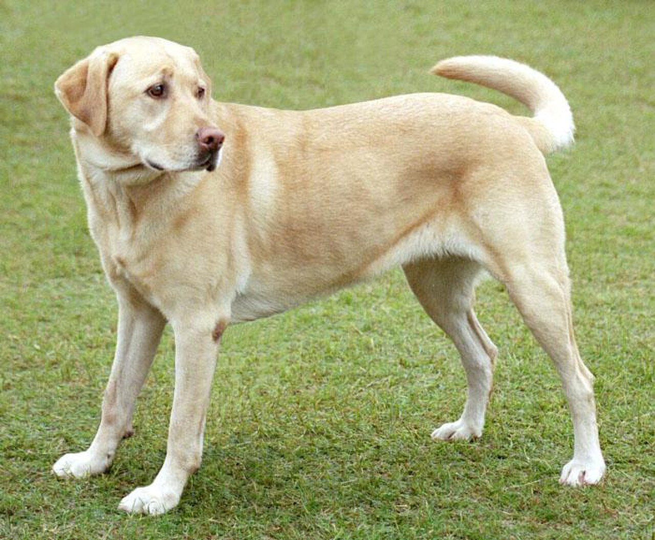 Собака Royal Canine