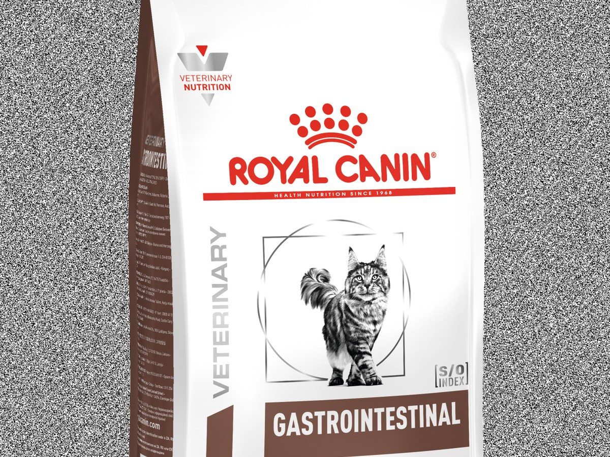 Gastrointestinal Cat