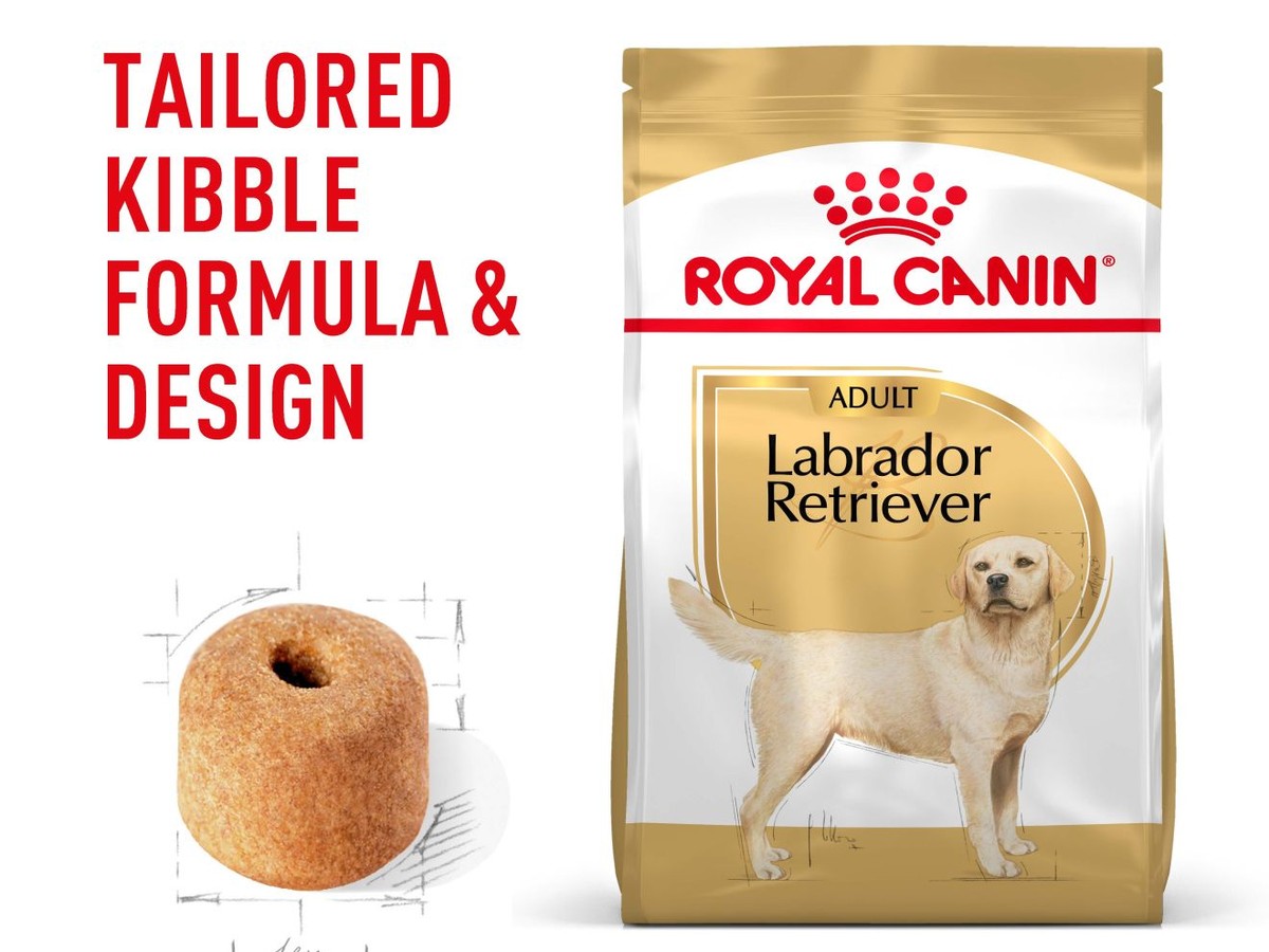 Labrador Retriever Adult