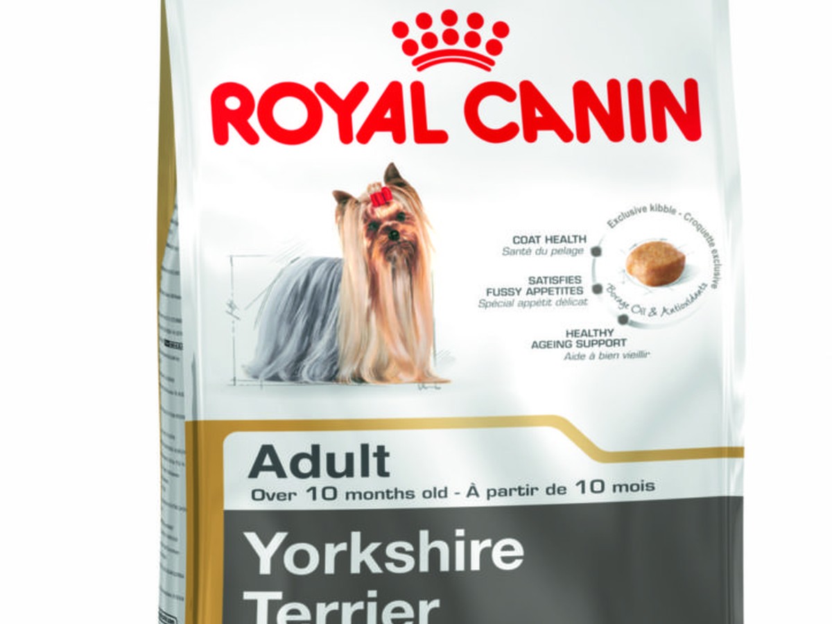 Yorkshire Terrier Adult